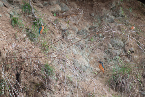 Male and female Kingfishers (Alcedo atthis) resting on a riverside twig in Japan.