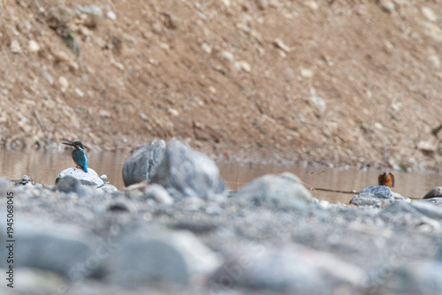 Male and female Kingfishers (Alcedo atthis) resting on a riverside twig in Japan.