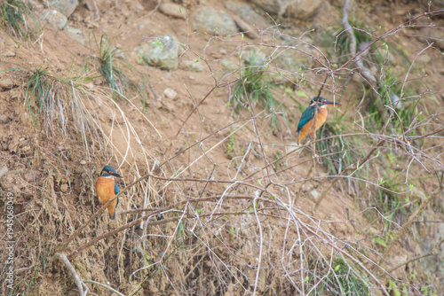 Male and female Kingfishers (Alcedo atthis) resting on a riverside twig in Japan.