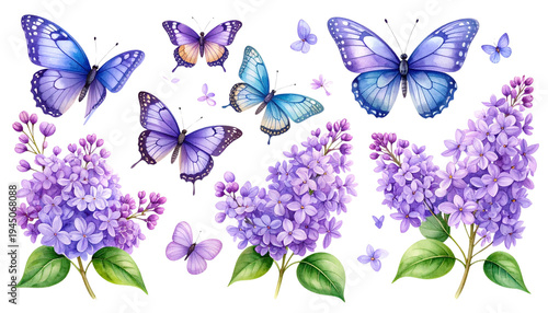 An illustration of beautiful lilac flowers in purple and light purple colors against a white background
