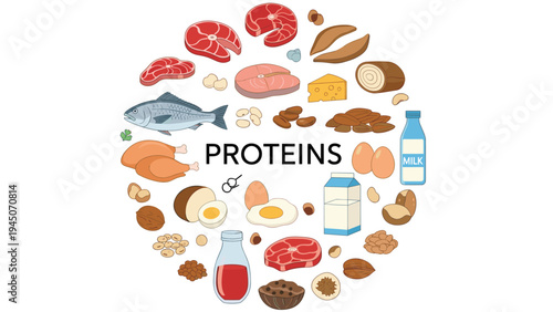 Circular infographic showing various high protein foods like meat and fish with nuts and dairy for balanced healthy diet.