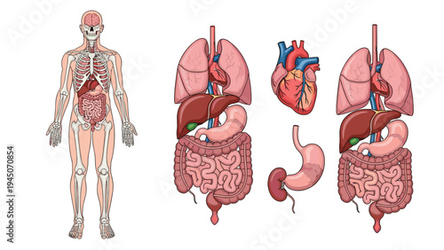 Educational medical illustration of human skeletal system and various internal organs including heart and digestive tract.