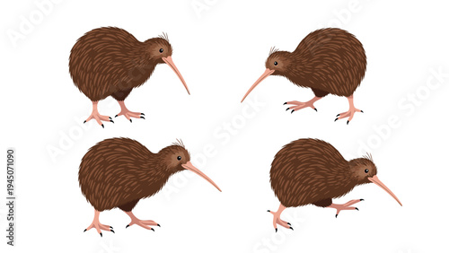 Collection of four brown kiwi bird illustrations in different poses showing its unique beak and feathers for nature art.