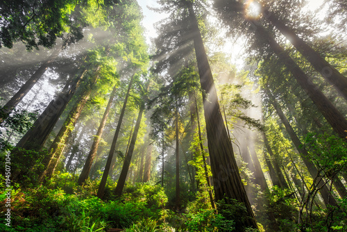 Afternoon Light Breaks the Redwoods Fog, Del Norte Coast Redwoods State Park, Redwoods National Park, California