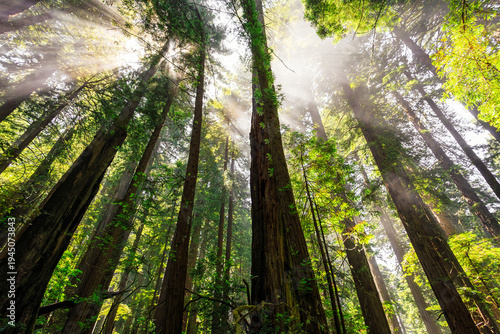 Afternoon Light Breaks the Redwoods Fog, Del Norte Coast Redwoods State Park, Redwoods National Park, California