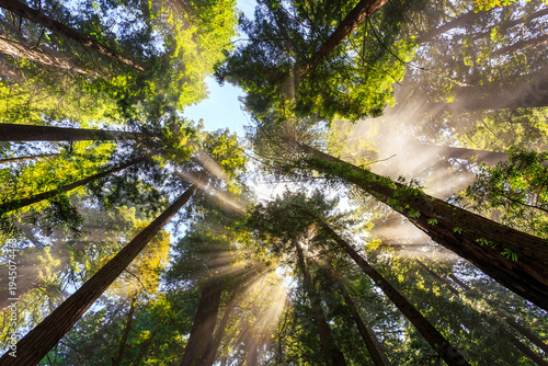 Show of the Sunbeams Under the Redwoods, Del Norte Coast Redwoods State Park, Redwoods National Park, California