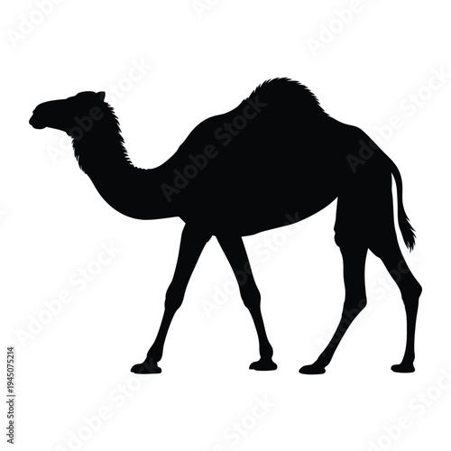 Silhouette of a dromedary camel standing in profile against white