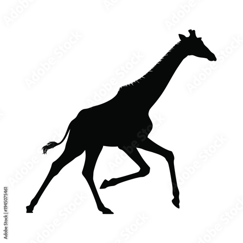 A striking black silhouette of a giraffe in mid stride