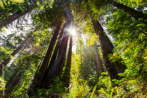Sunlight Clears the Mist in the Redwoods, Del Norte Coast Redwoods State Park, Redwoods National Park, California
