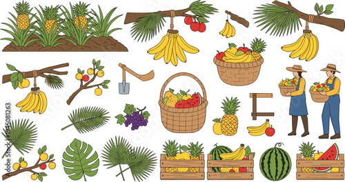 Tropical fruit harvest collection with bananas pineapples baskets farmers palm leaves agriculture vector illustration set