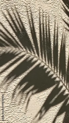 Shadows of a large leaf cast on a textured wall