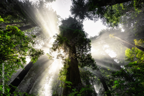 Sunrise Light Breaks the Fog in the Redwoods, Del Norte Coast Redwoods State Park, Redwoods National Park, California