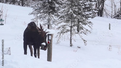 A young bull moose with one antler raids an Alaska family's bird feeder.