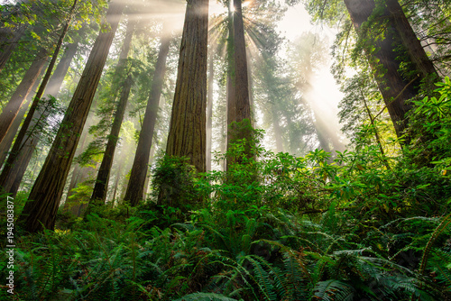 The Sunlight Above the Fog in the Redwoods, Del Norte Coast Redwoods State Park, Redwoods National Park, California