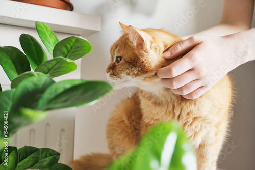 Ginger cat receiving affection from owner's hands near houseplant