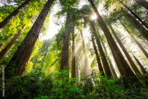 Afternoon Light Breaks the Redwoods Fog, Del Norte Coast Redwoods State Park, Redwoods National Park, California
