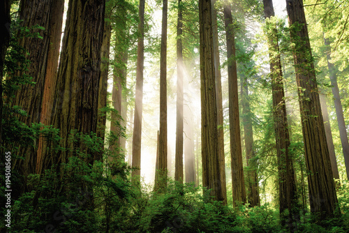 Afternoon Light Breaks the Redwoods Fog, Del Norte Coast Redwoods State Park, Redwoods National Park, California