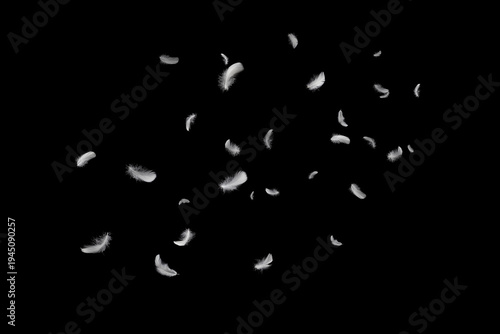 Quadro su tela Abstract White Feathers Falling in The Dark