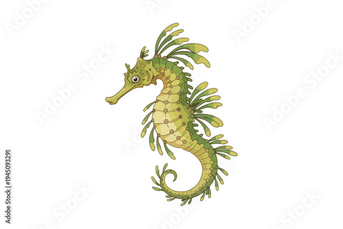 Leafy seadragon illustration isolated on white background, exotic sea life