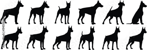 Collection of Doberman Pinscher dog silhouettes in various poses on white background canine animal