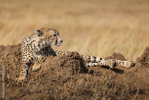 Photography Cheetah resting on termite mound in savanna grass
