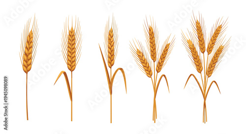 Collection of golden wheat stalks and ears in various arrangements representing autumn harvest, organic agriculture, and bakery ingredients.