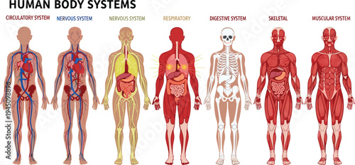 Educational human body systems vector illustration showing circulatory, nervous, respiratory, digestive, skeletal, and muscular anatomy, perfect for science learning and teaching