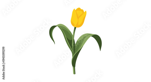 Single yellow tulip flower with long green leaves and stem standing tall on a clean and simple white background.