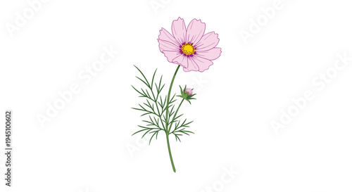 Delicate single pink cosmos flower with yellow center and green stem with feathery leaves on white background.