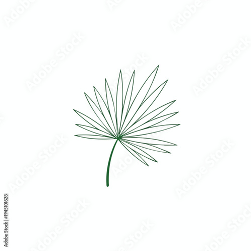 A green, single palm frond with thin, delicate lines against a white background
