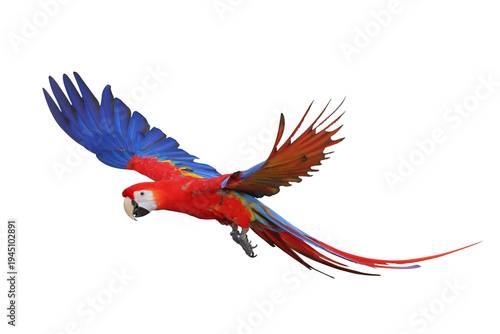 Colorful flying Scarlet Macaw parrot isolated on transparent background png file	