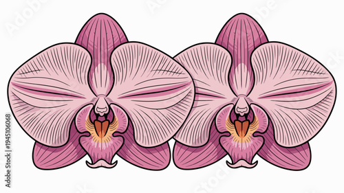 Two pink orchid flowers side by side with detailed petals and yellow centers on white background