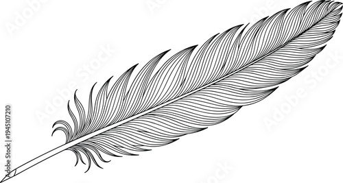 Elegant black and white illustration of a single feather with intricate detailing