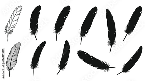 Large set of various feather illustrations in different styles including black silhouettes and detailed vintage sketches on white background.