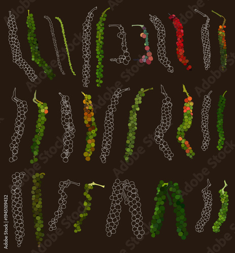 Set of black pepper seeds isolated, peppercorn clusters, green unripe, red ripe, and outline style white or black peppercorns, EPS10. Vector illustration