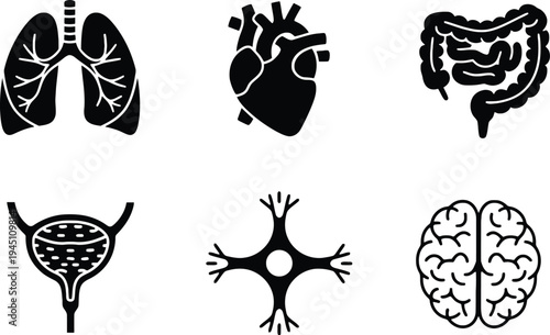 Anatomy organ silhouette vector illustrations set including lungs, heart, and brain