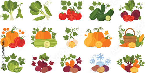 Fresh Garden Vegetables Collection with Tomatoes, Cucumbers, Pumpkin, Carrots, Beetroot, Potatoes and Peas Organic Farm Produce Vector Illustration Set
