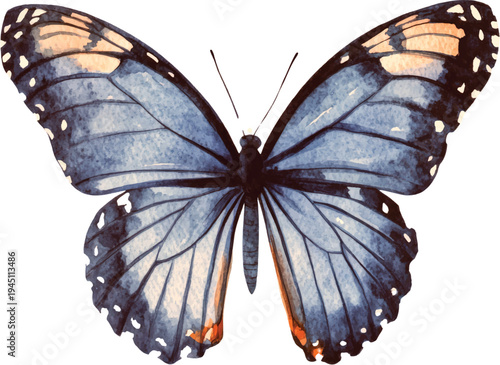 Watercolor Blue and Orange Butterfly Illustration