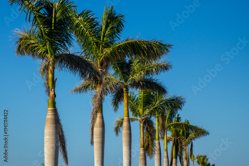Row of Royal Palm Trees