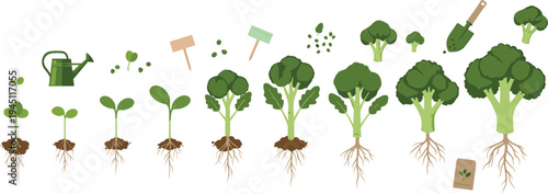 Plant Growth Stages Collection with Seed Germination, Sprouting Seedlings, Broccoli Plant Development, Gardening Tools and Organic Farming Process Vector Illustration Set