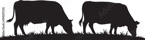 Black silhouettes of two cows grazing in grass