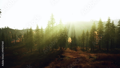 Tableau sur toile sun rays cutting through misty grove golden backlight silhouettes tall firs and