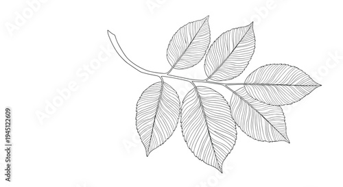 Detailed pencil sketch illustration of a leaf branch with multiple green leaves showing fine veins and natural texture on white.