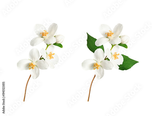 Branch with blooming jasmine flowers (Philadelphus coronarius) isolated on white background. Element for creating designs, cards, patterns, floral arrangements, frames, wedding cards and invitations.