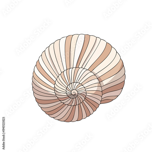 A stylized, spiral seashell with alternating light and dark tan segments, on white