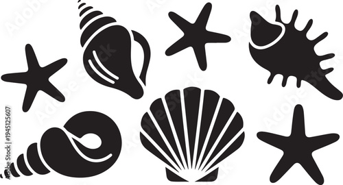 Black and white sea shells and starfish ocean beach