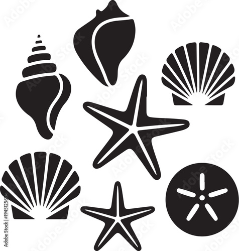Black and white sea shells and starfish ocean beach