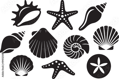 Black and white sea shells and starfish ocean beach