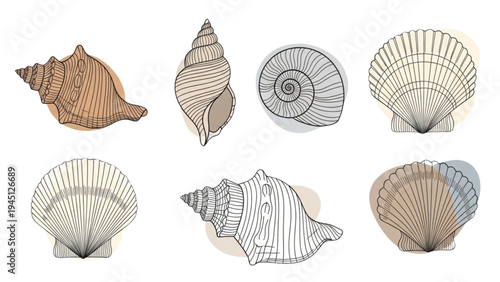 Illustration of various seashells on a white background for educational purposes