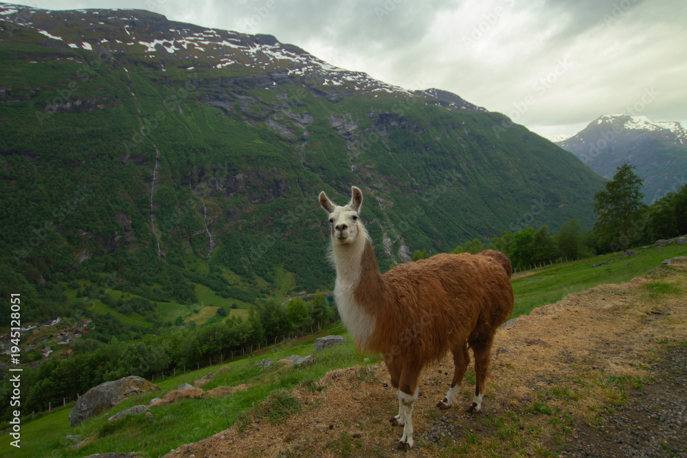 Obraz premium Llama Looking at Camera with Scenic Geirangerfjord Background in Norway